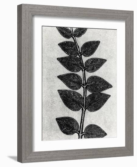 New Vines 4-Mary Margaret Briggs-Framed Giclee Print