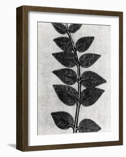 New Vines 4-Mary Margaret Briggs-Framed Giclee Print