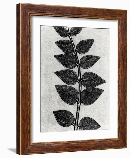 New Vines 4-Mary Margaret Briggs-Framed Giclee Print