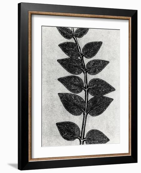 New Vines 4-Mary Margaret Briggs-Framed Giclee Print