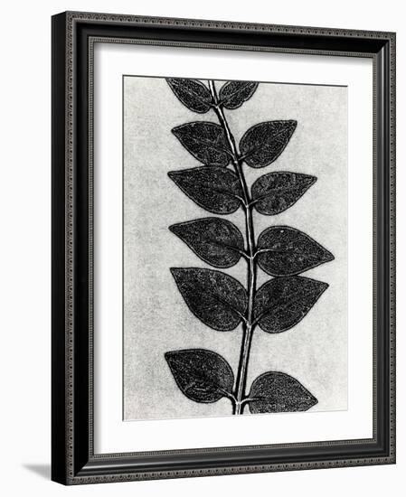 New Vines 4-Mary Margaret Briggs-Framed Giclee Print