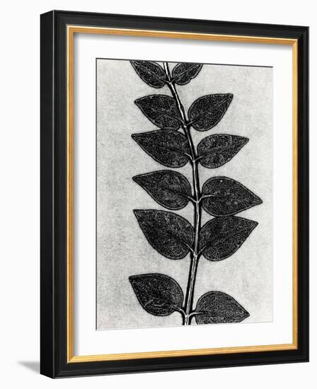 New Vines 4-Mary Margaret Briggs-Framed Giclee Print