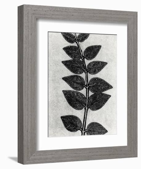 New Vines 4-Mary Margaret Briggs-Framed Giclee Print