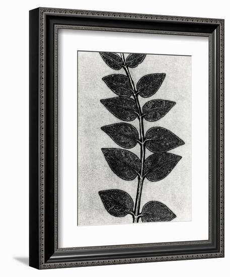 New Vines 4-Mary Margaret Briggs-Framed Giclee Print