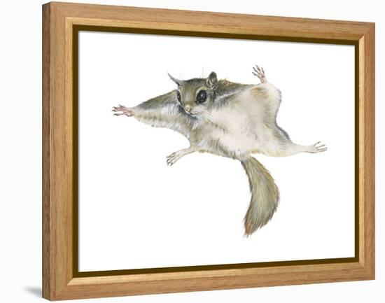 New World Flying Squirrel (Glaucomys), Mammals-Encyclopaedia Britannica-Framed Stretched Canvas