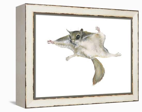 New World Flying Squirrel (Glaucomys), Mammals-Encyclopaedia Britannica-Framed Stretched Canvas