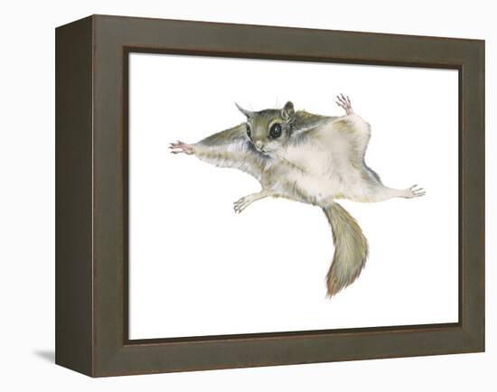 New World Flying Squirrel (Glaucomys), Mammals-Encyclopaedia Britannica-Framed Stretched Canvas