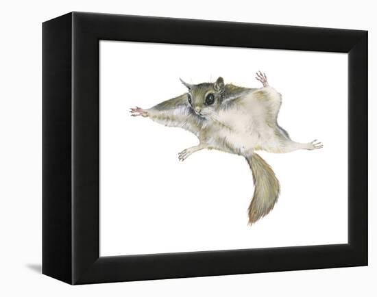 New World Flying Squirrel (Glaucomys), Mammals-Encyclopaedia Britannica-Framed Stretched Canvas