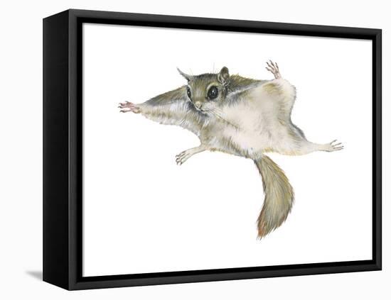 New World Flying Squirrel (Glaucomys), Mammals-Encyclopaedia Britannica-Framed Stretched Canvas