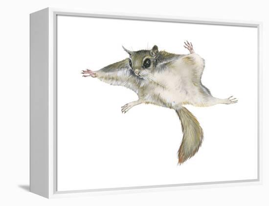 New World Flying Squirrel (Glaucomys), Mammals-Encyclopaedia Britannica-Framed Stretched Canvas