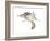 New World Flying Squirrel (Glaucomys), Mammals-Encyclopaedia Britannica-Framed Art Print