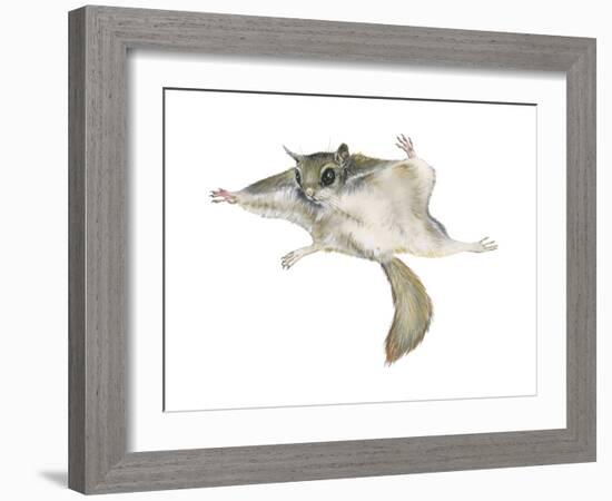 New World Flying Squirrel (Glaucomys), Mammals-Encyclopaedia Britannica-Framed Art Print