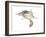 New World Flying Squirrel (Glaucomys), Mammals-Encyclopaedia Britannica-Framed Art Print