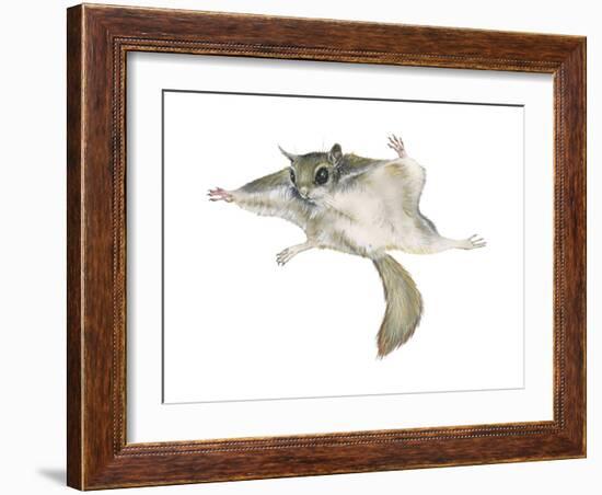 New World Flying Squirrel (Glaucomys), Mammals-Encyclopaedia Britannica-Framed Art Print