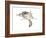 New World Flying Squirrel (Glaucomys), Mammals-Encyclopaedia Britannica-Framed Art Print