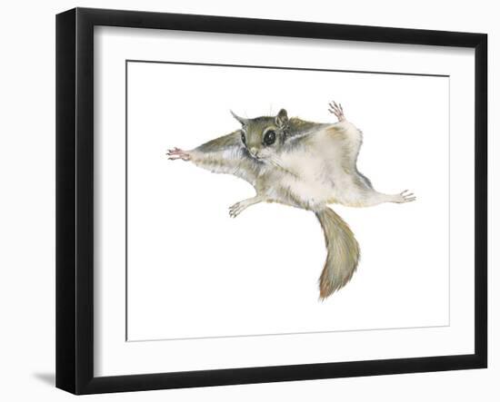 New World Flying Squirrel (Glaucomys), Mammals-Encyclopaedia Britannica-Framed Art Print