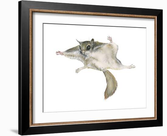 New World Flying Squirrel (Glaucomys), Mammals-Encyclopaedia Britannica-Framed Art Print