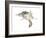 New World Flying Squirrel (Glaucomys), Mammals-Encyclopaedia Britannica-Framed Art Print