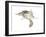 New World Flying Squirrel (Glaucomys), Mammals-Encyclopaedia Britannica-Framed Art Print