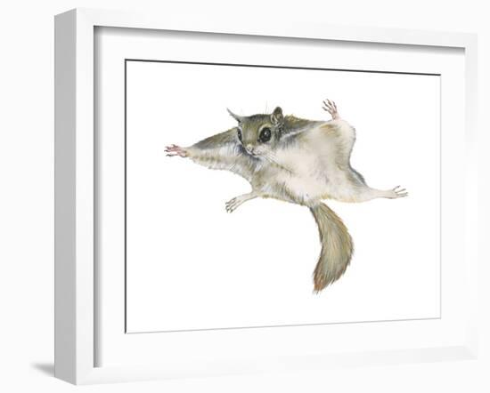 New World Flying Squirrel (Glaucomys), Mammals-Encyclopaedia Britannica-Framed Art Print