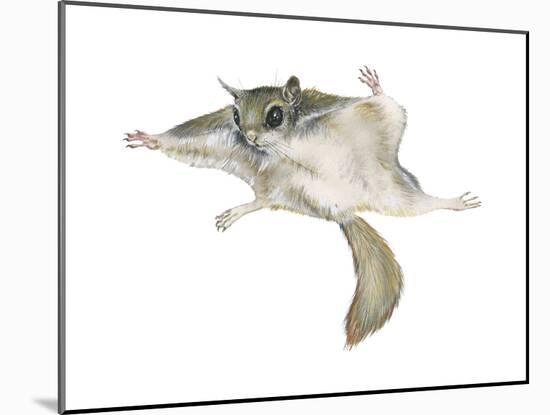 New World Flying Squirrel (Glaucomys), Mammals-Encyclopaedia Britannica-Mounted Art Print