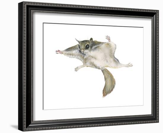 New World Flying Squirrel (Glaucomys), Mammals-Encyclopaedia Britannica-Framed Art Print