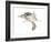 New World Flying Squirrel (Glaucomys), Mammals-Encyclopaedia Britannica-Framed Art Print