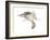 New World Flying Squirrel (Glaucomys), Mammals-Encyclopaedia Britannica-Framed Art Print