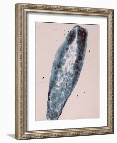 New World-Petr Strnad-Framed Photographic Print