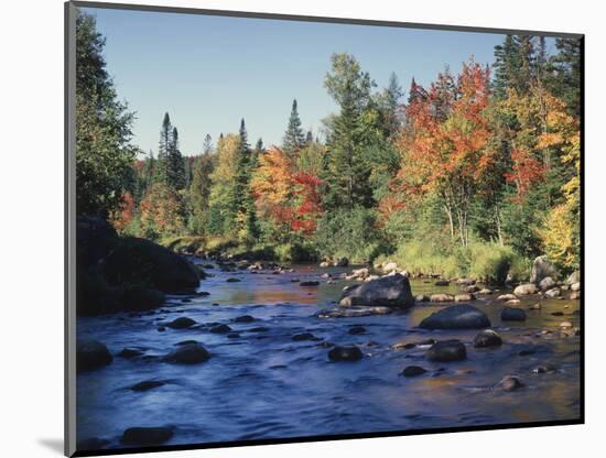 New York, Adirondack Mts, Sugar Maple Trees Along the AUSAble River-Christopher Talbot Frank-Mounted Photographic Print