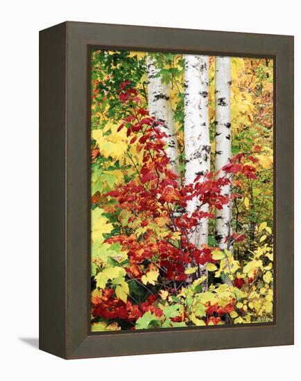 New York, Adirondack Mts, the Fall Colors of Trees-Christopher Talbot Frank-Framed Premier Image Canvas