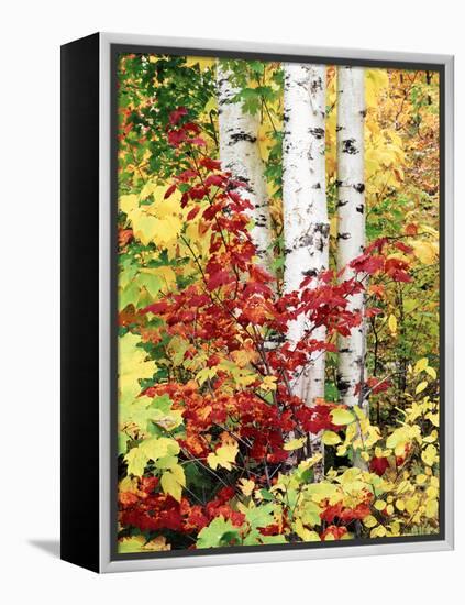 New York, Adirondack Mts, the Fall Colors of Trees-Christopher Talbot Frank-Framed Premier Image Canvas