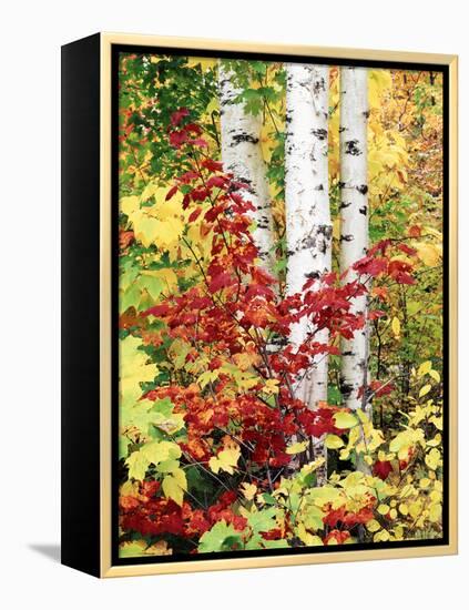 New York, Adirondack Mts, the Fall Colors of Trees-Christopher Talbot Frank-Framed Premier Image Canvas