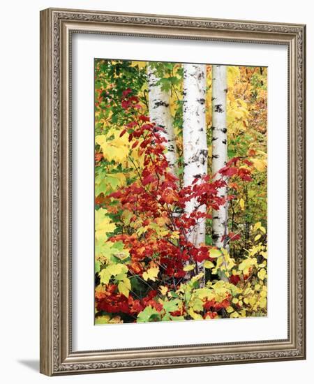 New York, Adirondack Mts, the Fall Colors of Trees-Christopher Talbot Frank-Framed Photographic Print