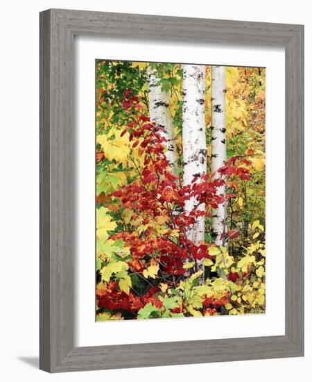 New York, Adirondack Mts, the Fall Colors of Trees-Christopher Talbot Frank-Framed Photographic Print