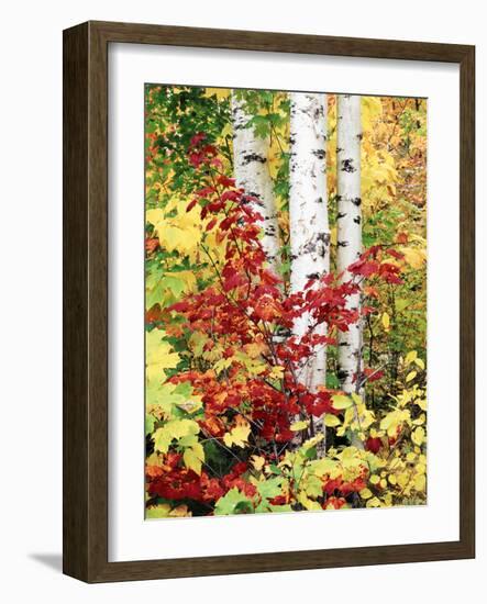 New York, Adirondack Mts, the Fall Colors of Trees-Christopher Talbot Frank-Framed Photographic Print