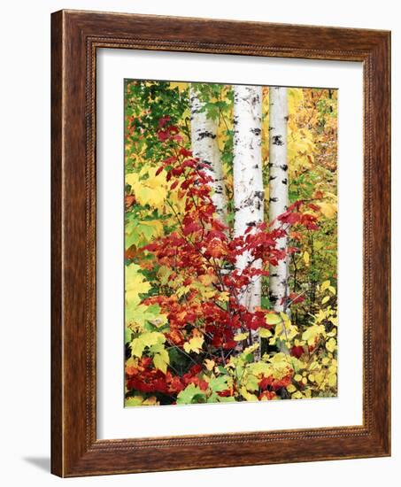 New York, Adirondack Mts, the Fall Colors of Trees-Christopher Talbot Frank-Framed Photographic Print