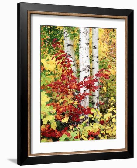 New York, Adirondack Mts, the Fall Colors of Trees-Christopher Talbot Frank-Framed Photographic Print