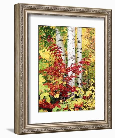 New York, Adirondack Mts, the Fall Colors of Trees-Christopher Talbot Frank-Framed Photographic Print