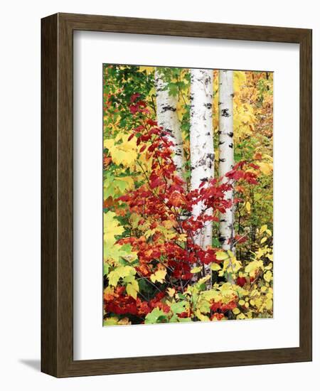 New York, Adirondack Mts, the Fall Colors of Trees-Christopher Talbot Frank-Framed Photographic Print