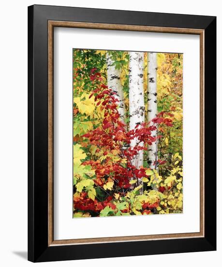 New York, Adirondack Mts, the Fall Colors of Trees-Christopher Talbot Frank-Framed Photographic Print