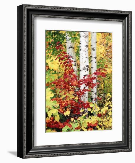 New York, Adirondack Mts, the Fall Colors of Trees-Christopher Talbot Frank-Framed Photographic Print