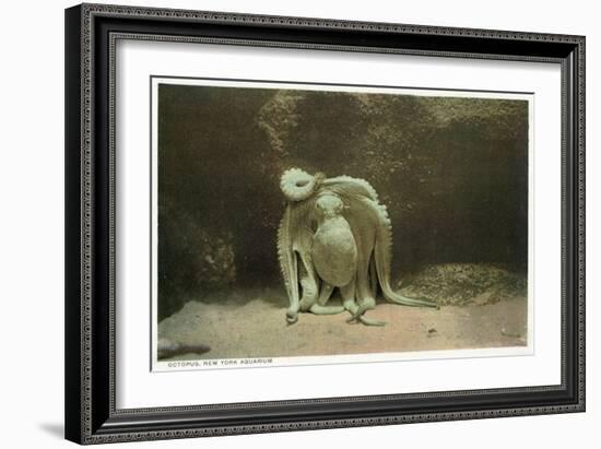 New York City, New York - Octopus at the Aquarium-Lantern Press-Framed Art Print