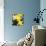 New York City, New York, USA. Daffodil bundle.-Julien McRoberts-Photographic Print displayed on a wall