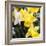 New York City, New York, USA. Daffodil bundle.-Julien McRoberts-Framed Photographic Print