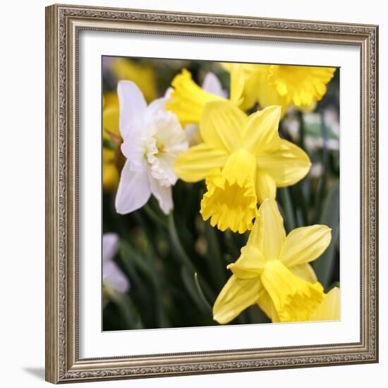 New York City, New York, USA. Daffodil bundle.-Julien McRoberts-Framed Photographic Print