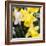 New York City, New York, USA. Daffodil bundle.-Julien McRoberts-Framed Photographic Print