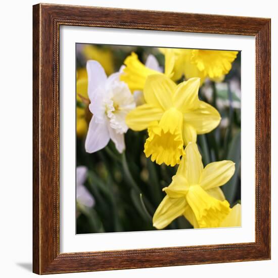 New York City, New York, USA. Daffodil bundle.-Julien McRoberts-Framed Photographic Print