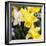 New York City, New York, USA. Daffodil bundle.-Julien McRoberts-Framed Photographic Print