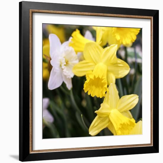 New York City, New York, USA. Daffodil bundle.-Julien McRoberts-Framed Photographic Print